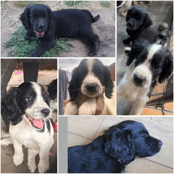 Sprocker Males x2
