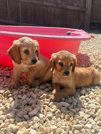 Working cocker spaniel puppies