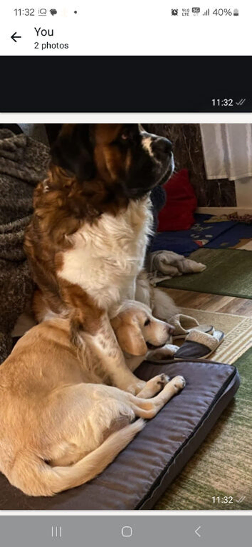 Stud St Bernard boy
