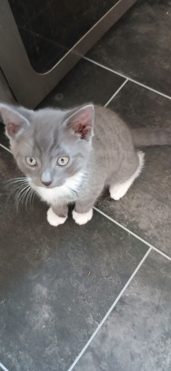 4 Beautiful kittens