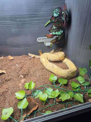 Banana girl