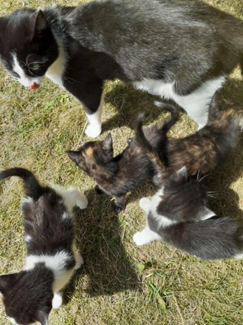 mother and 4 kittens