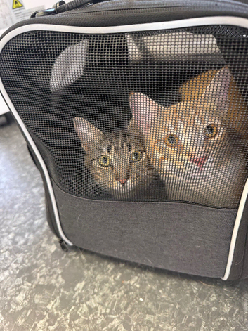 Brother and sister 11 months old