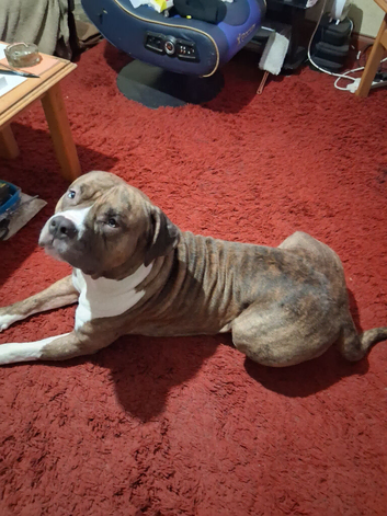 Staffordshire cross Massiff