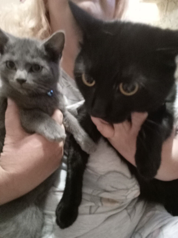 Little grey kitten