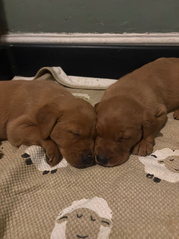 Fox red pups