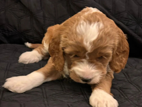 cOCKAPOO pUPPIES