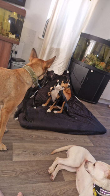 Staff x beagle