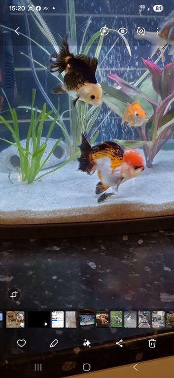 Baby panda oranda fancy goldfish
