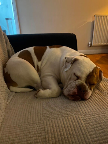 Beautiful English bulldog