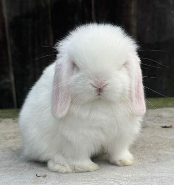 blue eyed white mini lop