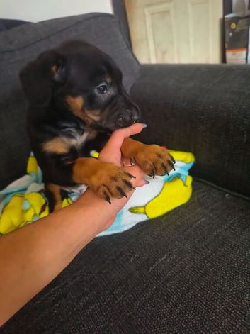 Beautiful puppies ready to leave now- cross of Ridgeback-border collie & Sharpei