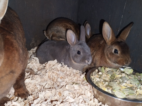 Absolutely stunning baby mini rex