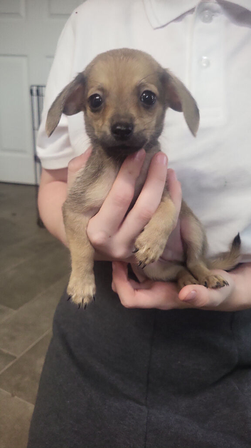 Pomwennies mini dachshund x pomeranian