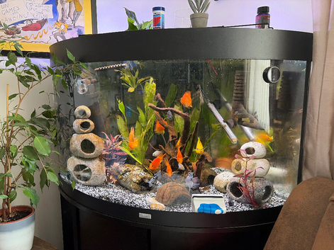 Fish tank including fish. Parrot fish and Polar blue Parrots