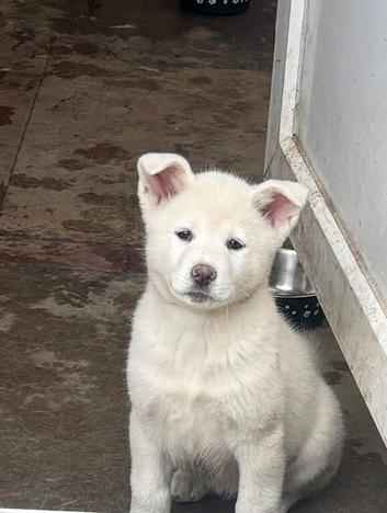 Japanese Akita Puppies