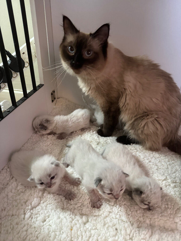 Ragdoll kittens for sale