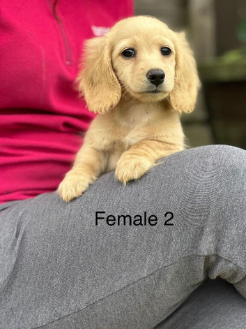 Miniature L/H Cream Females