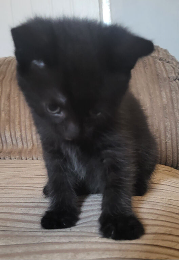 Playfull male kitten