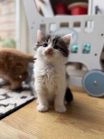 Maine coon x ragdoll x fluffy longhaired kittens