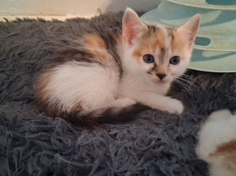 Beautiful calico girl kitten