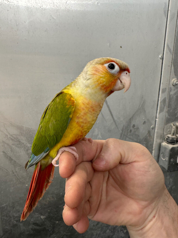 &pound;300 each 2 hand reared baby conure parrots