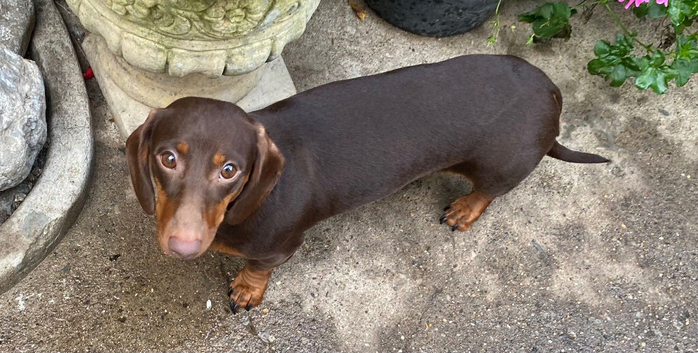 Daschund Female Chocolate & Tan