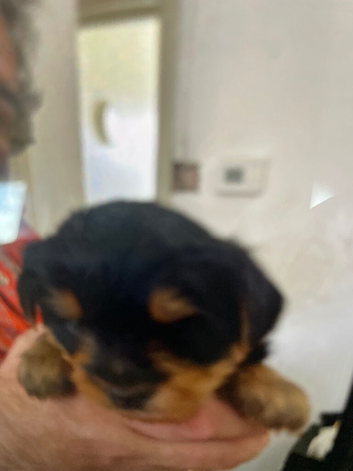 Yorkshire Terrier pup
