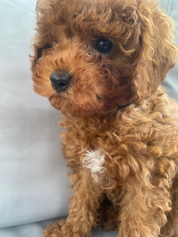 Cavapoo male puppies ready for new homes