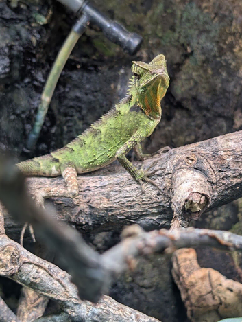 Gonocephalus kuhlii (angle head lizard) with full bio active setup, LTC exo terra 90x 90 x 45, arcadia lights etc