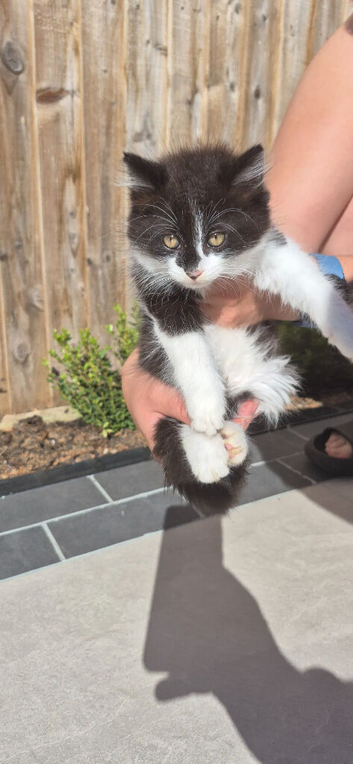 Kittens