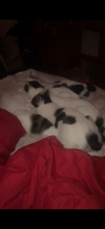 Kittens for sale