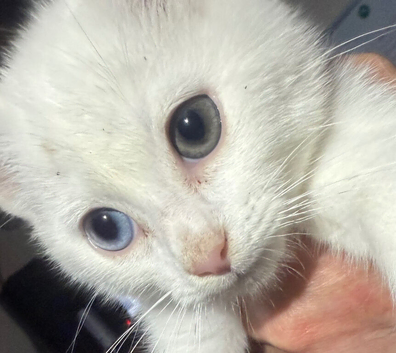 RARE ODD EYE Ragdoll x ragdoll bsh semi lh pure white boy 9 wks READY NOW