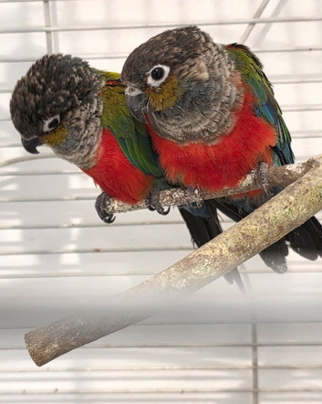 Red‑Bellied Conures &mdash; DNA‑Sexed Pair