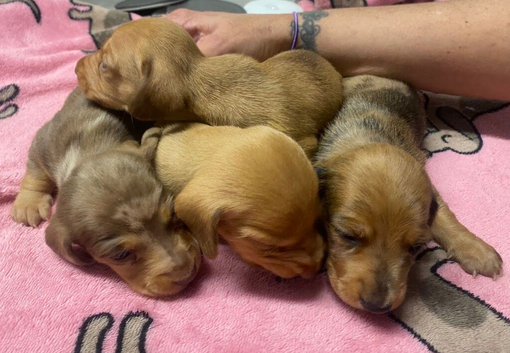 Litter Of 6 Beautiful Miniature Daschunds 4 Left