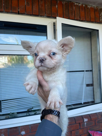 KC reg fluffy French bulldog puppies