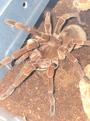SAF Theraphosa Stirmi