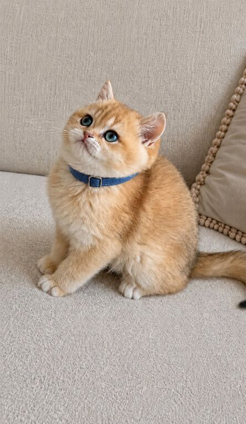 Tica registered ny12 British Shorthair Boys