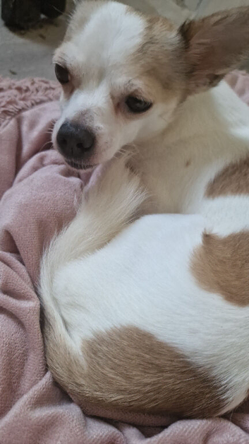 4 yr old male chihihua
