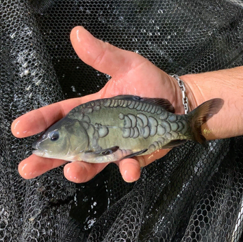 English Mirror Carp - Naturally Raised - 4-6" Size