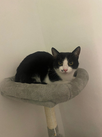 Mia, 1 year old short haired domestic