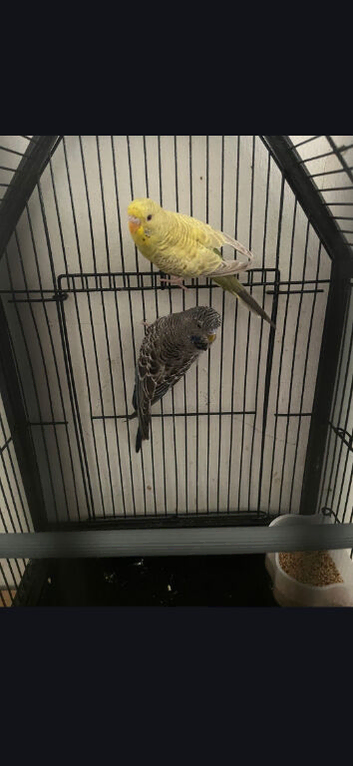 Black wing budgies pair