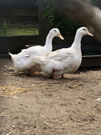 Pair of exhibitions Aylesbury ducks