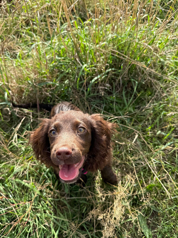 working cocker spaniel