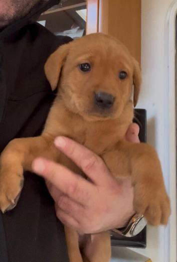 Labrador puppies