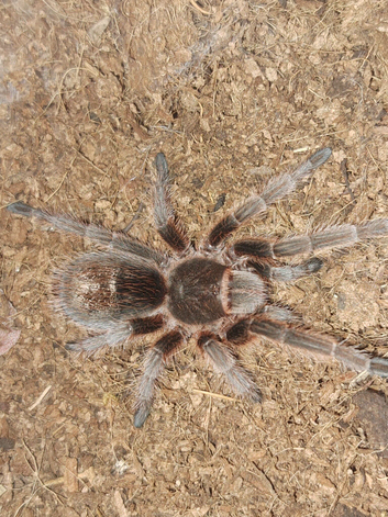 Assorted tarantulas / reptile enclosures and equipment