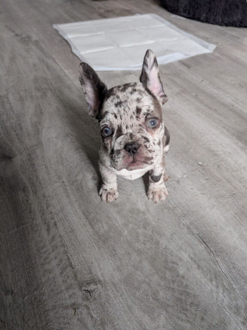 French bulldog girls