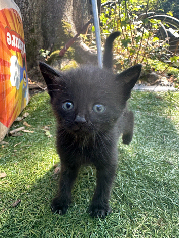 Kittens for sale