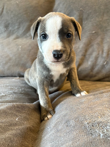 Staffy X puppies