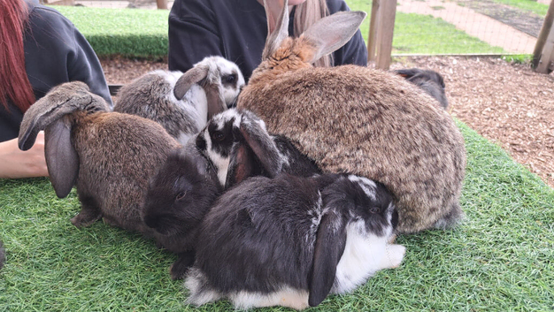 Gorgeous giant continental cross french lop (giant) babys